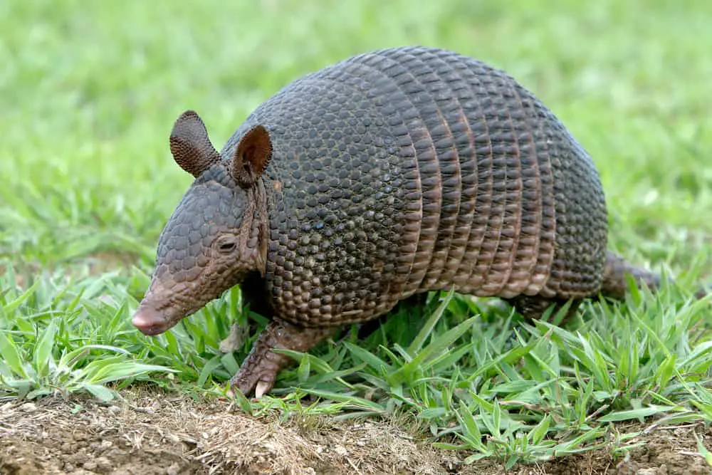 Armadillo Facts: Are They An Endangered Species? - Krebs Creek