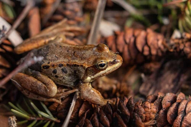 Alaskan Wood Frog