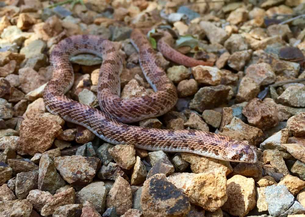 Spotted Leaf-nosed Snake