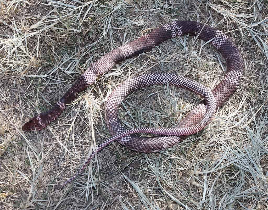 Sonoran Coachwhip