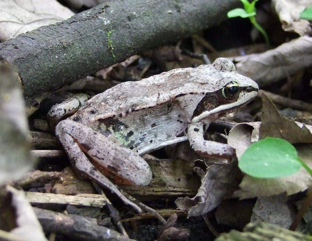 wood frog