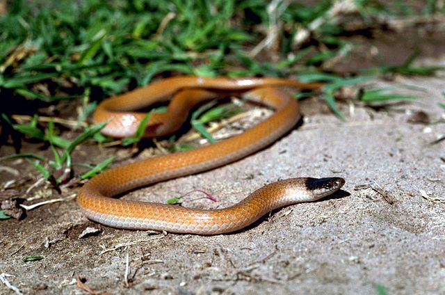 Plains blackhead snake