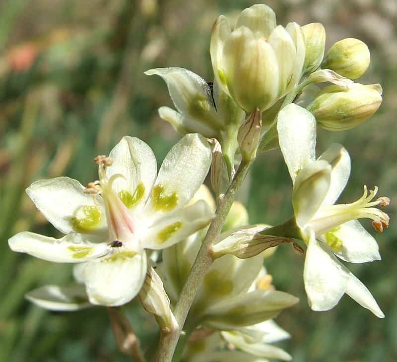 Death camas