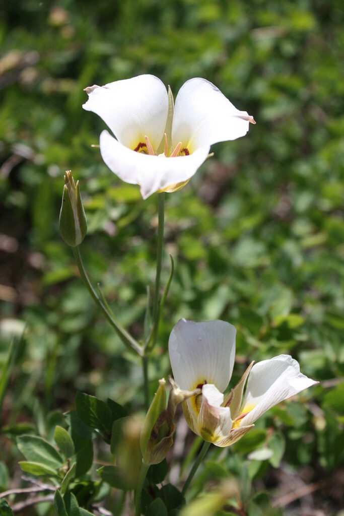 Sego Lily in Zion National Park