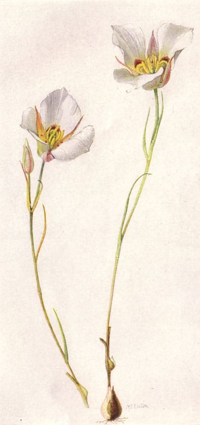 Sego Lily painting