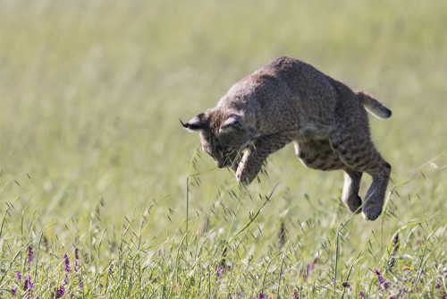 Bobcat pouncing on its prey