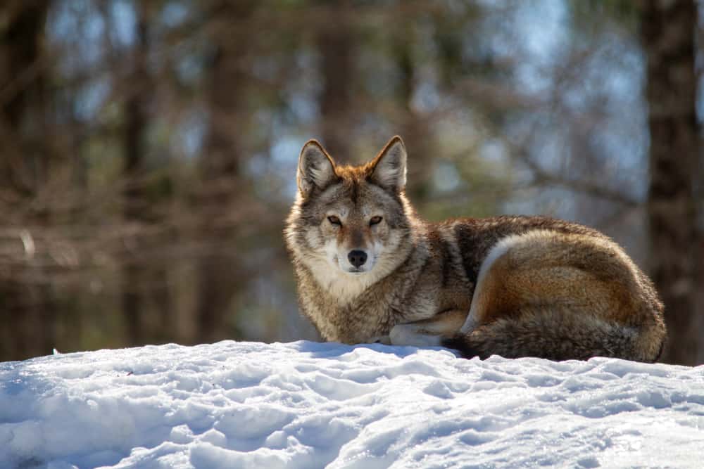 Eastern Coyote or Coywoldrreeeeeeeeeeeewaaaaaaaaaaaaaaaaaaaaaaaaaaaaaaaaaaaaaaaaaaaaaaaaaaaaaaaw