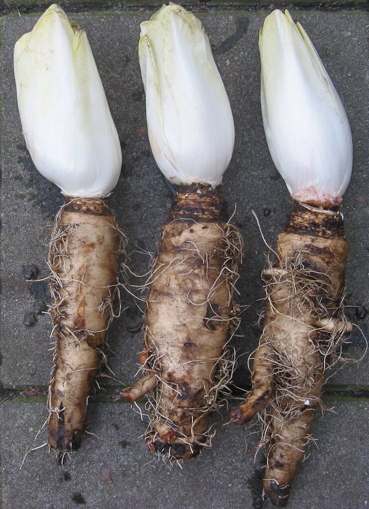 Belgian chicory (witloof)