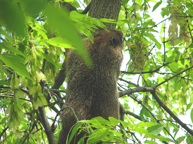 Woodchuck climbing a tree