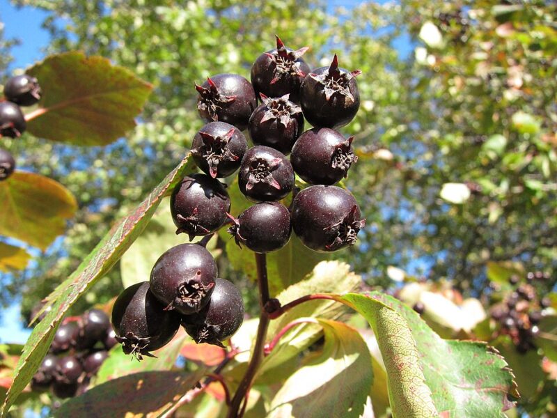 Black Hawthorn