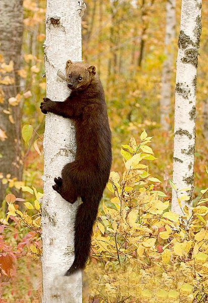 Fisher Cat climbing a tree