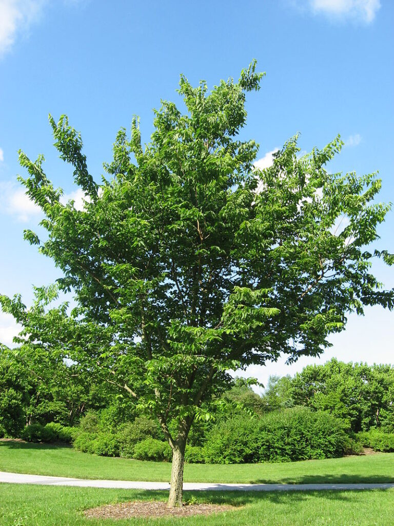 Northern Hackberry tree