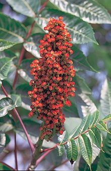 Smooth Sumac