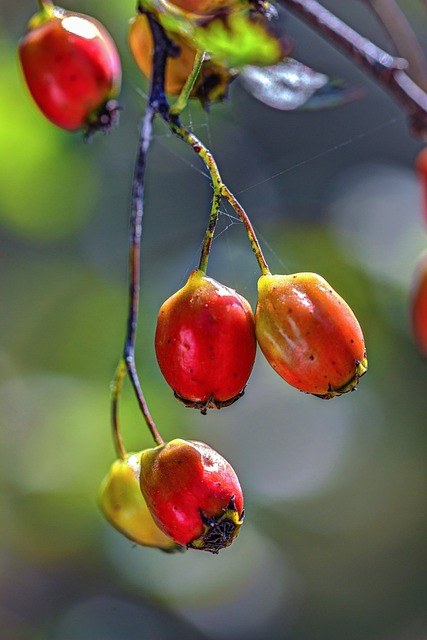 Hawthorn fruits