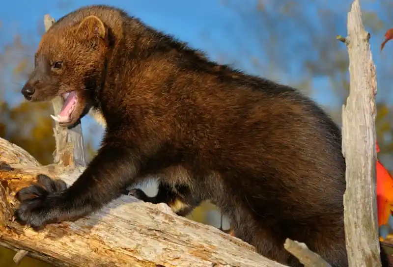 Fisher Cat