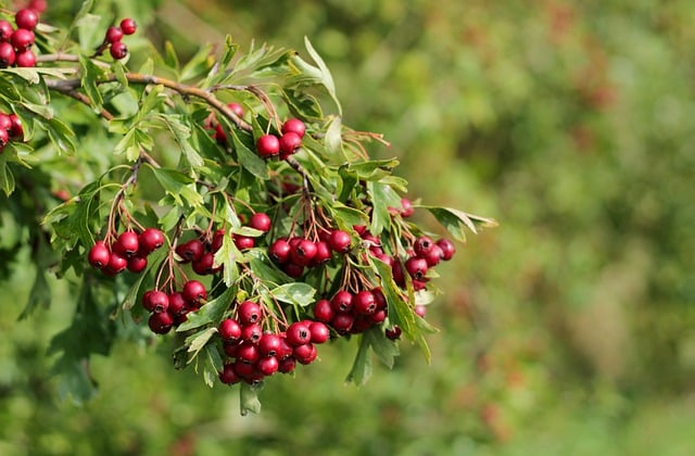 Hawthorn Berries