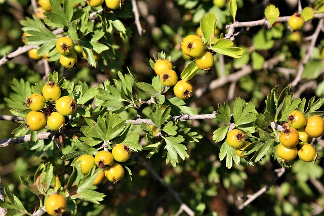 Yellow Hawthorn