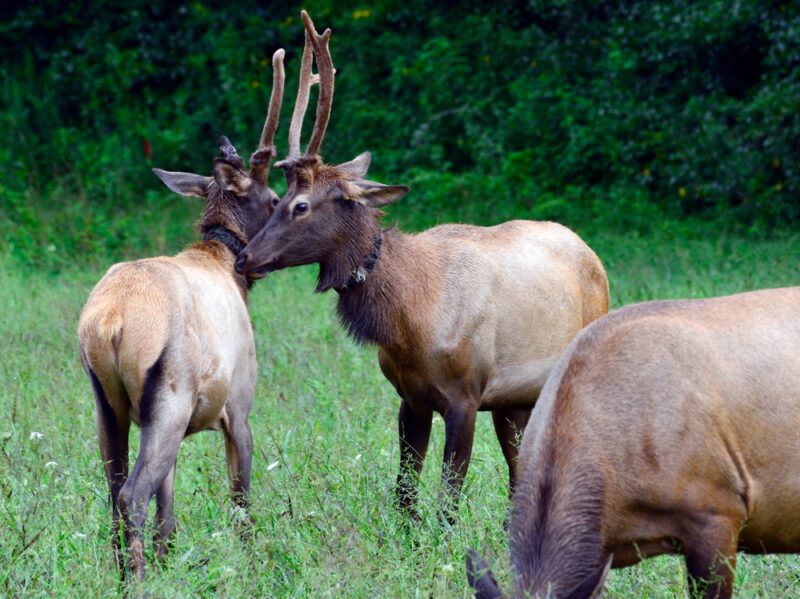 Elk in the Great  Mountains
