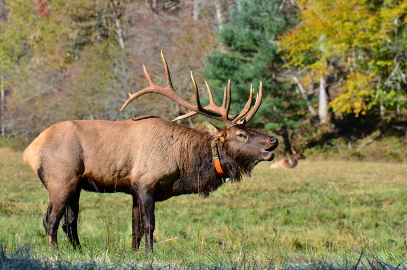 Bull Elk in the Cataloochee Valley