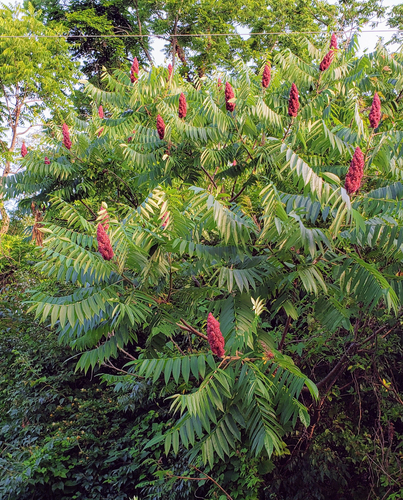 Smooth Sumac