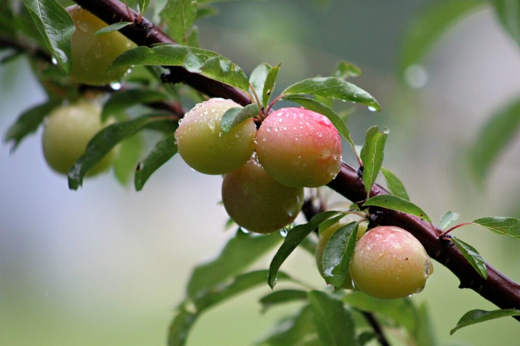 Wild American Plums