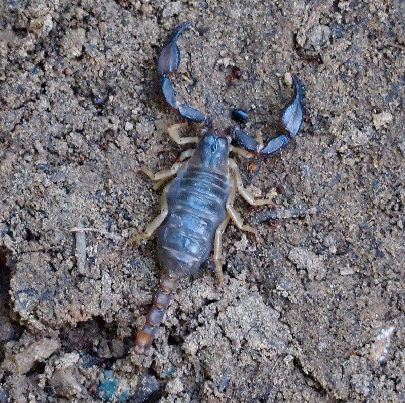 northwest forest scorpion