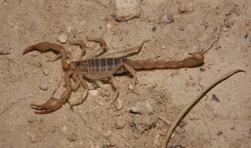 Northern Scorpion