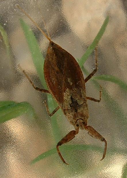 Water scorpion