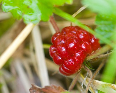 Nagoonberry