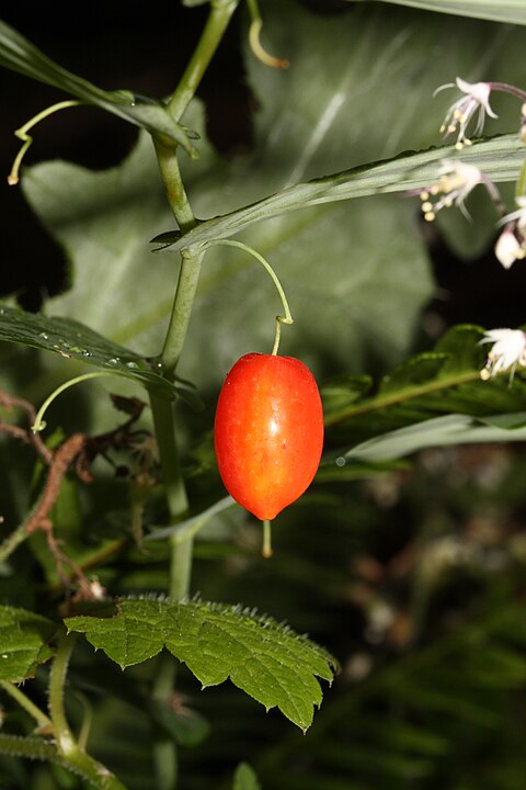 Watermelon Berry