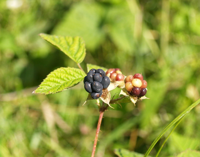 Dewberries