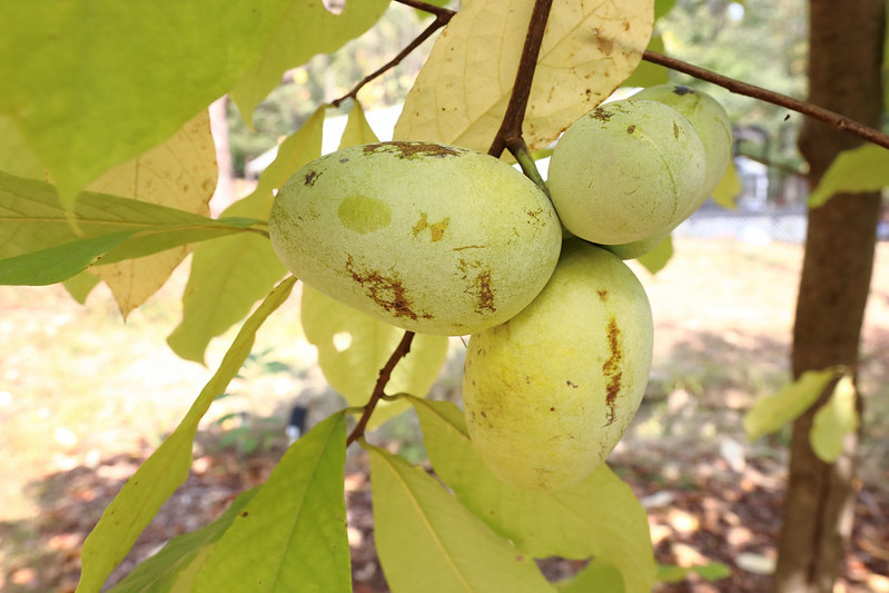 American Pawpaw