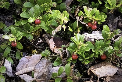 Low Bush Cranberries