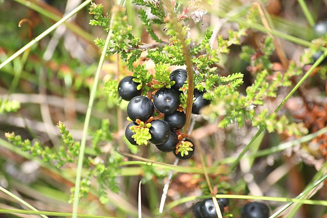 Crowberries