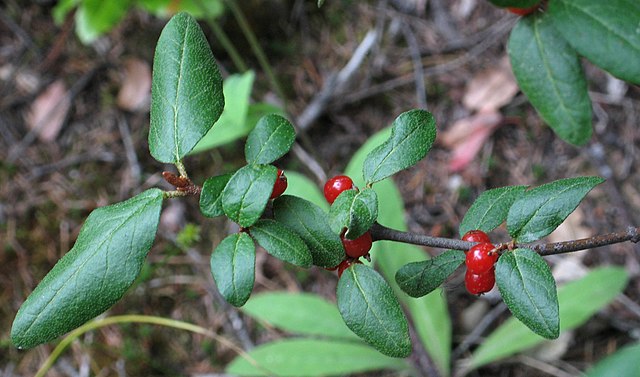 Soap Berries