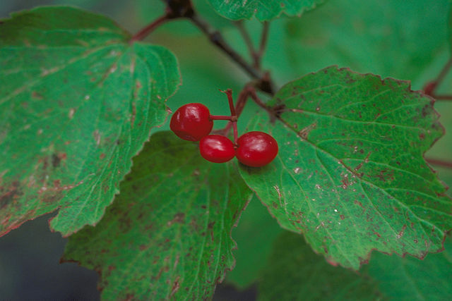 High Bush Cranberry