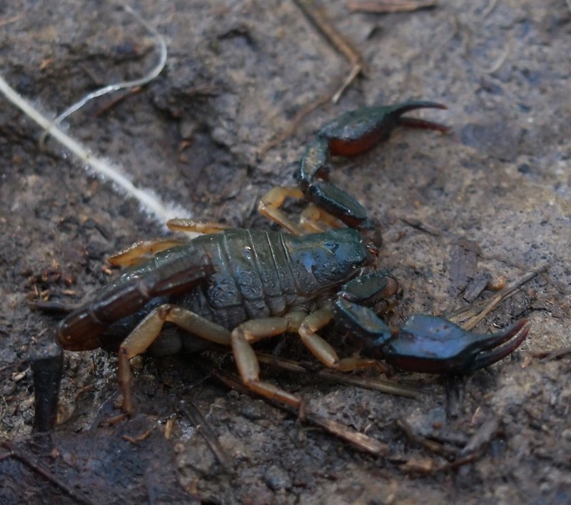 Northwest Forest Scorpion 