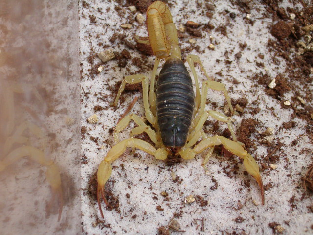 Black Backed Scorpion Hadrurus spadix