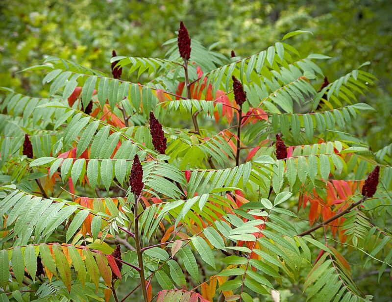 Staghorn sumac