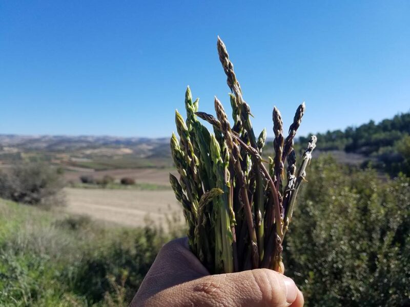 Wild Asparagus