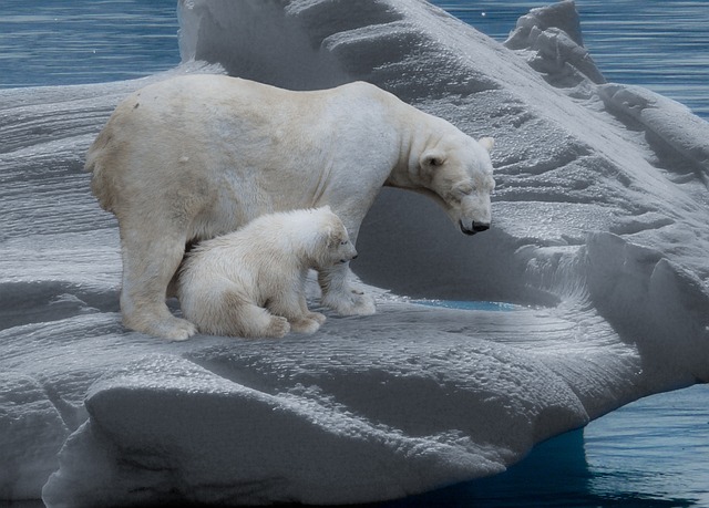 Polar bears on Ice