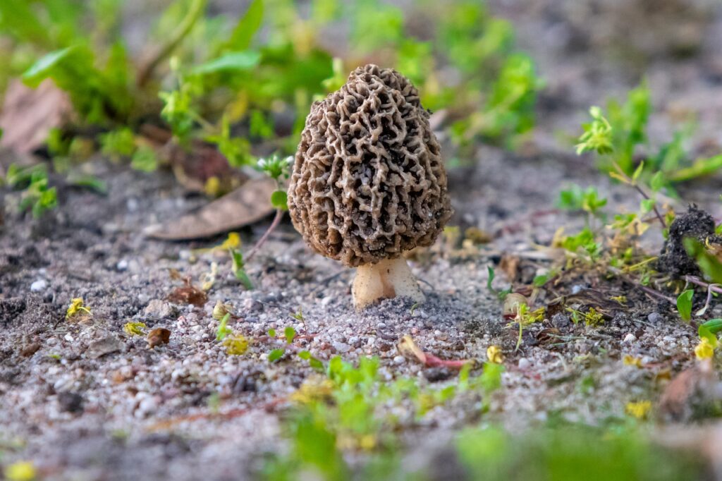 Morel Mushroom