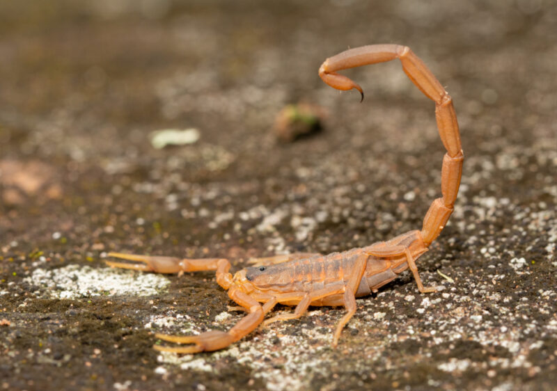 Striped bark scorpion