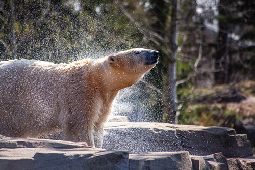 Polar Bear