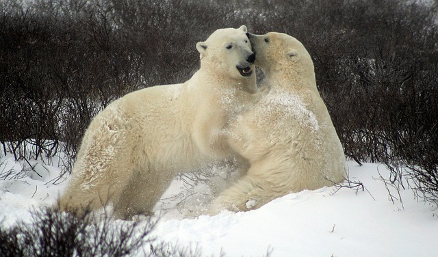 Sparing polar bears