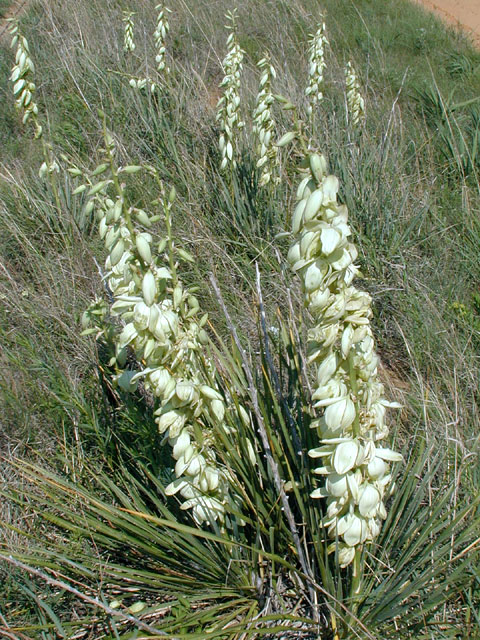 Yucca Plant