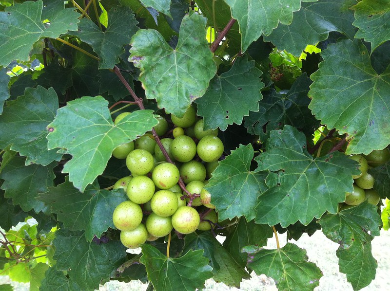 muscadine grapes