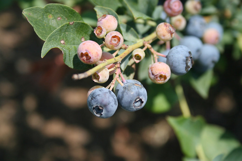 Rabbiteye blueberries