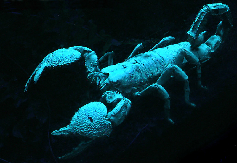 Scorpion under UV light