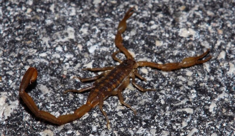 Guiana Striped Scorpion